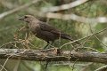 Brown-headed Cowbird female 2012-05-05